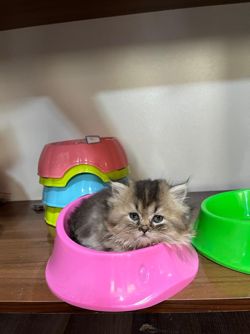 مطلب نمونه شماره2