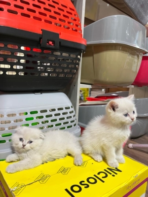 مطلب نمونه شماره1