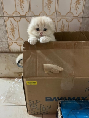 خدمات شماره2