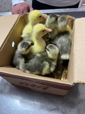 خدمات شماره1